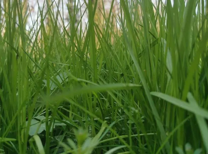 Jumiko 아파트 Vrnjačka Banja